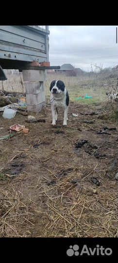 Собаки щенки