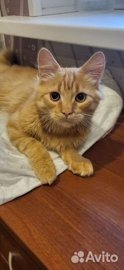 Рыжий котик