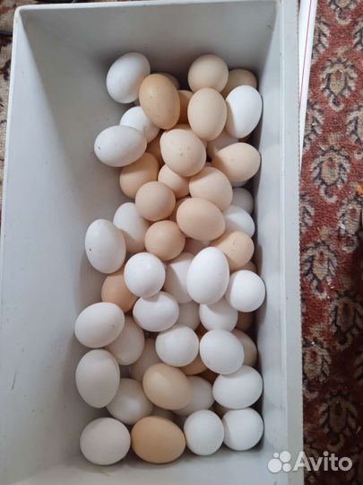 Домашние куриные яйца