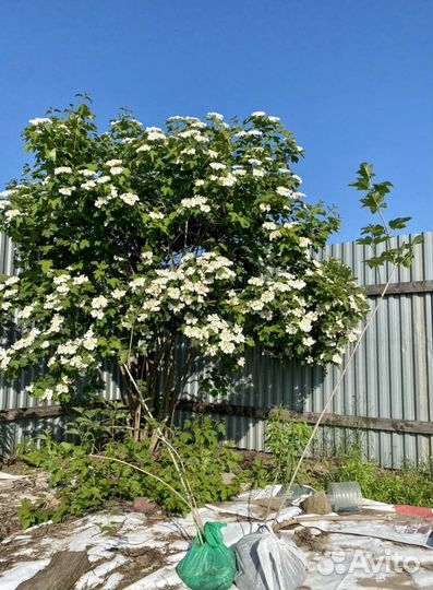 Калина, калина бульдонеж, сладкий тёрн