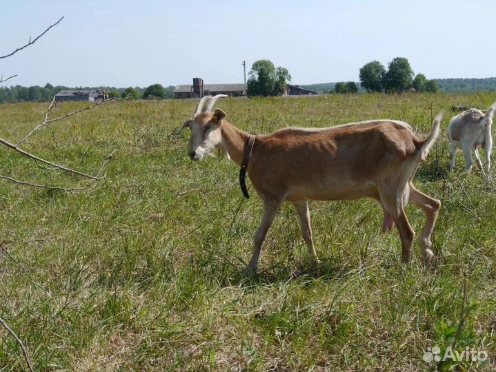 Дойные козы