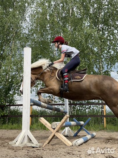 Высокий Мерин в аренду, школа верховой езды