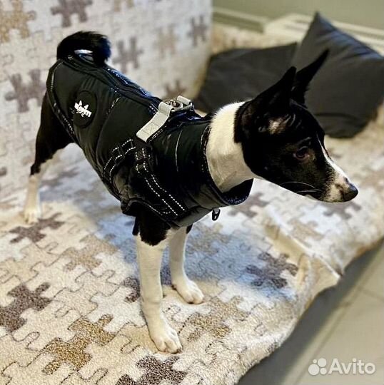 Щенок-девочка Басенджи