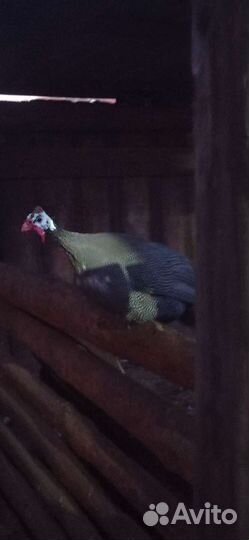 Цесарки мальчики