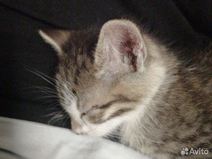 Кошка