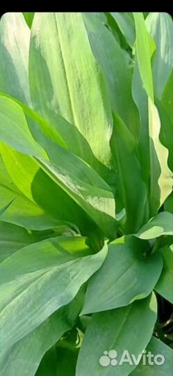 Черемша - луковицы (саженцы) и еë зелень