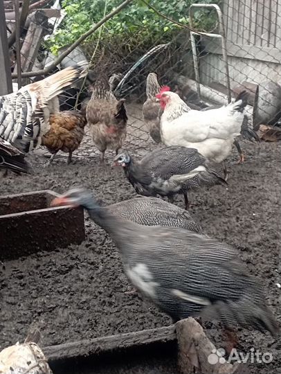 Цесарки молодые