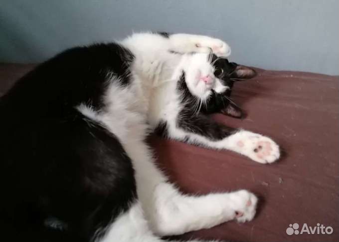 Передержка бездомных кошек