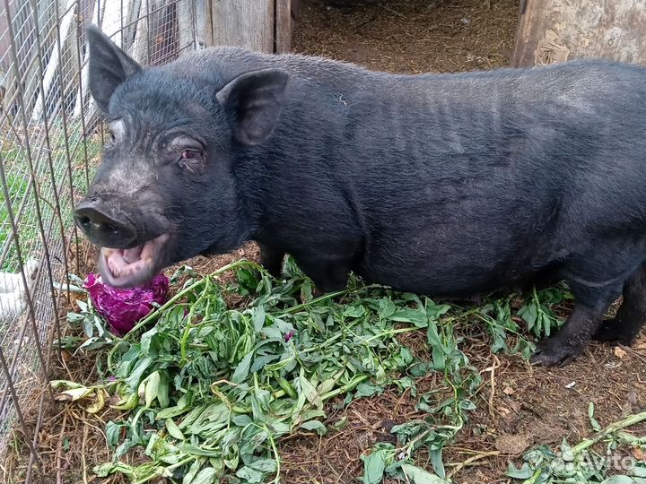 Вьетнамская вислобрюхая хрюха
