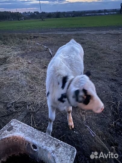 Бычки и телочки