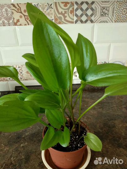 Дримиопсис, спатифиллум, хлорофитум, традесканция