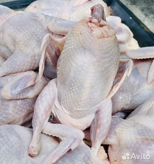 Перепела, перепелиные яйца