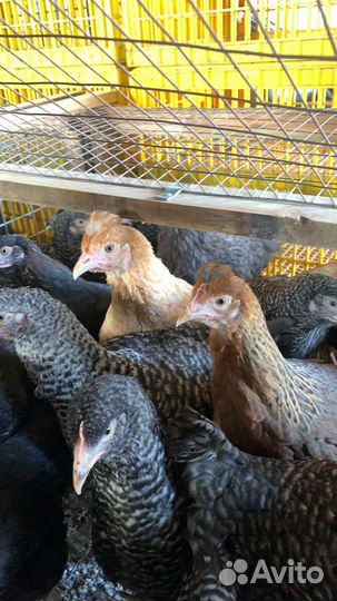 Несушки молодки чешский доминант 5,5 месяцев