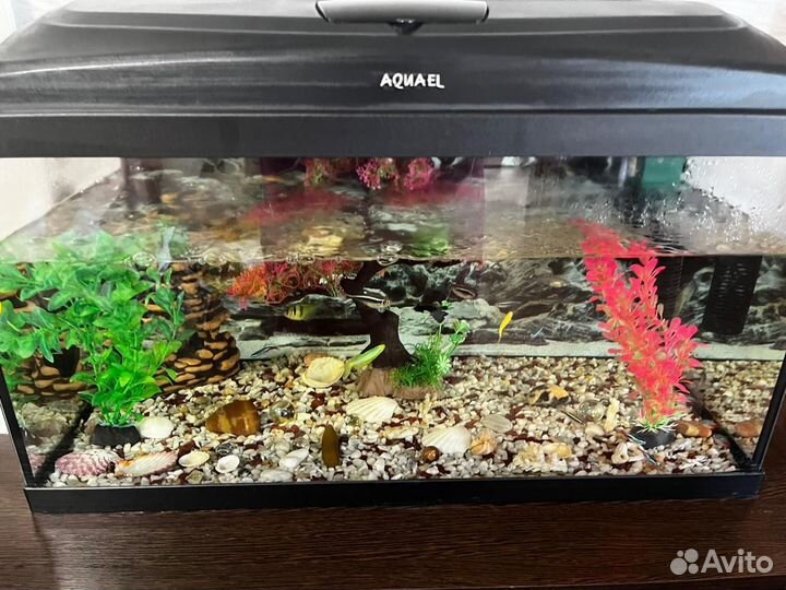 Аквариум с рыбками
