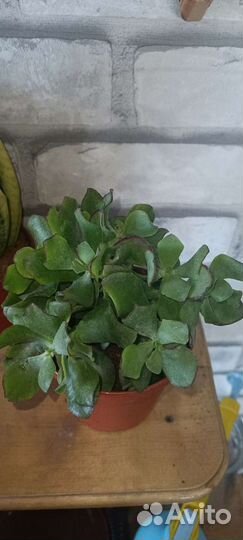 Сансевьерия,Кактусы, крассула,алоэ