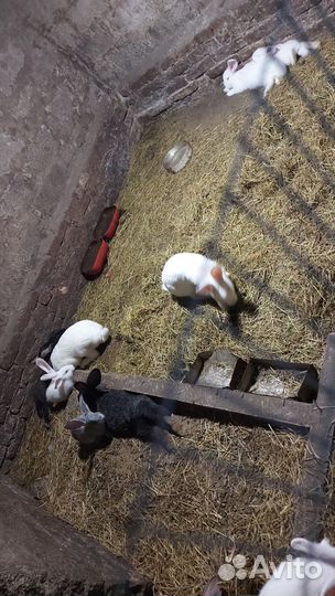 Кролики, Мясо кролика