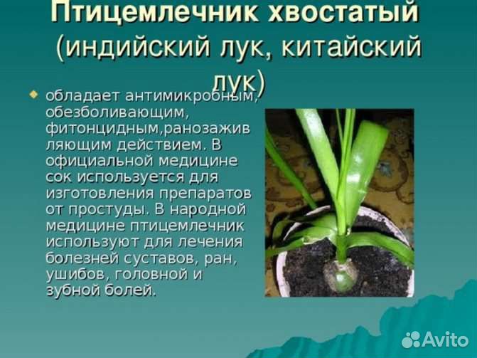 Птицемлечник хвостатый (индийский лук)