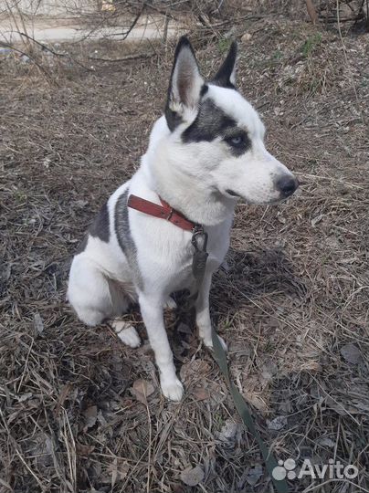 Белка - стерильная, молодая метиска в хорошие руки