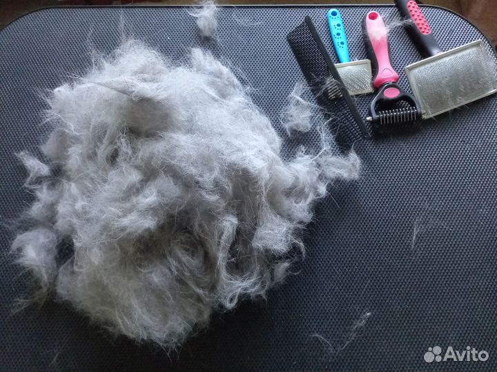 Стрижка собак и кошек. Груминг