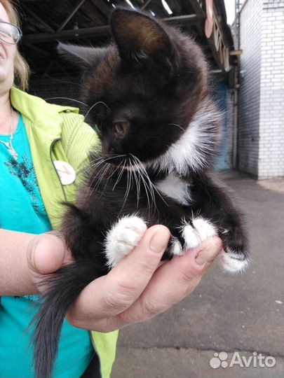 Котенок мальчик в ответственные руки