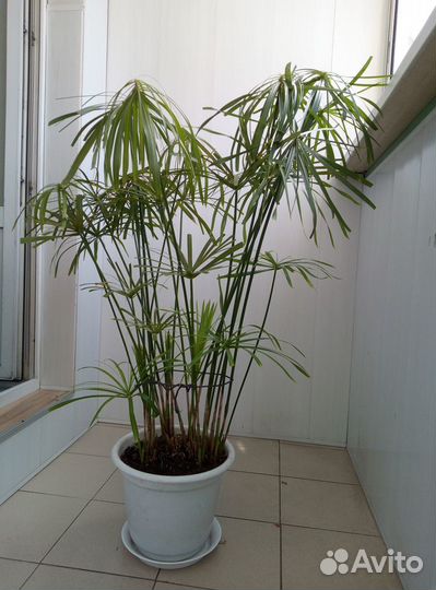 Циперус,фикус, папоротник,драцена