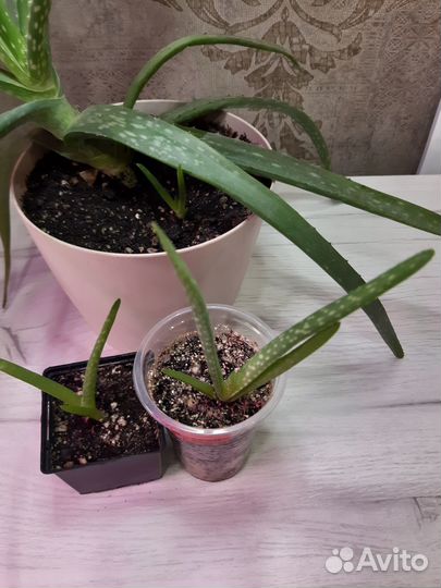Алоэ Вера комнатное растение