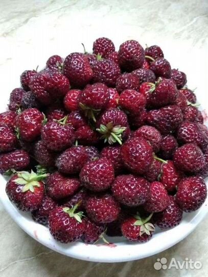 Саженцы клубники