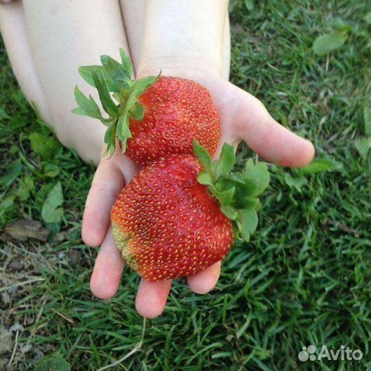 Рассада клубники гигантелла, усы