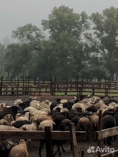 Продам овец