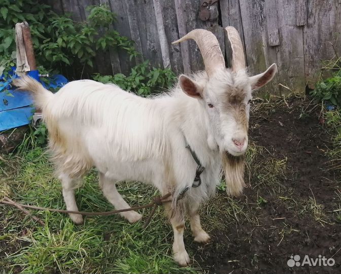 Продам козла