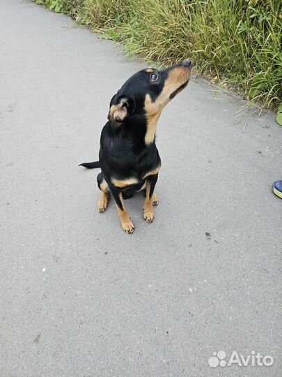 Собака в добрые руки