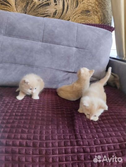 Котята в добрые руки бесплатно коты