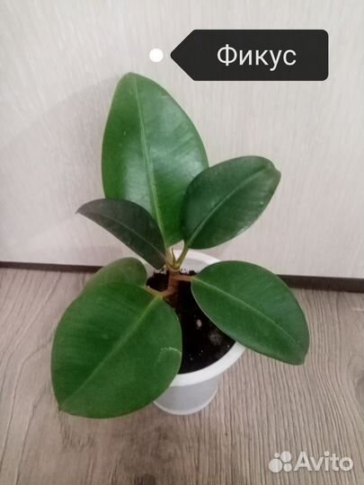 Фикус