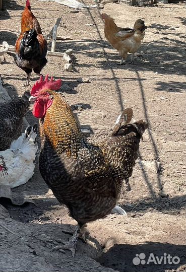 Петухи
