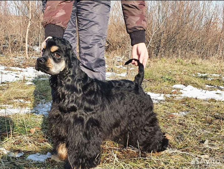 Американский кокер спаниель