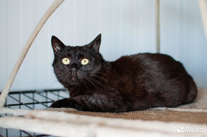 Кошка в дар