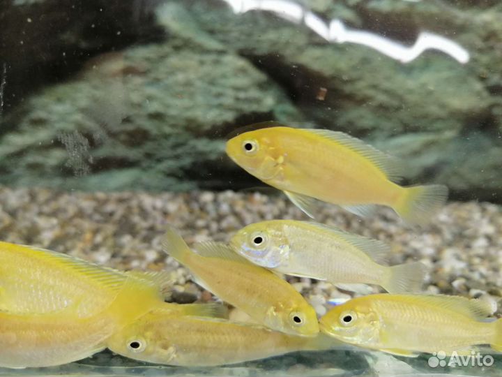 Аквариумные рыбки Лабидохромис Еллоу