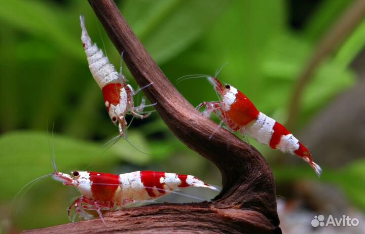 Креветка Красный Кристалл (Crystal Red Shrimp) А