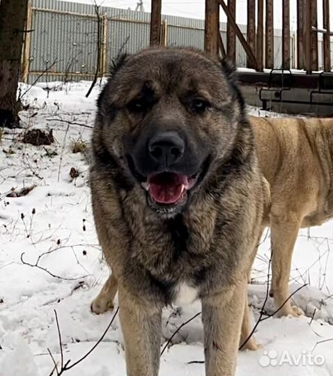 Гампр Аборигенный-Щенки Эксклюзив