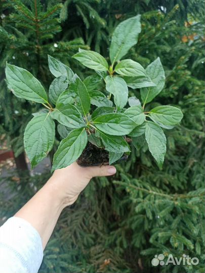 Гортензия метельчатая Лайм Лайт