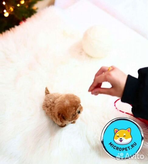 Мальтипу Микро Импорт из Кореи