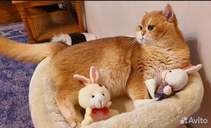 Золотой котик-шиншилла (вязка)