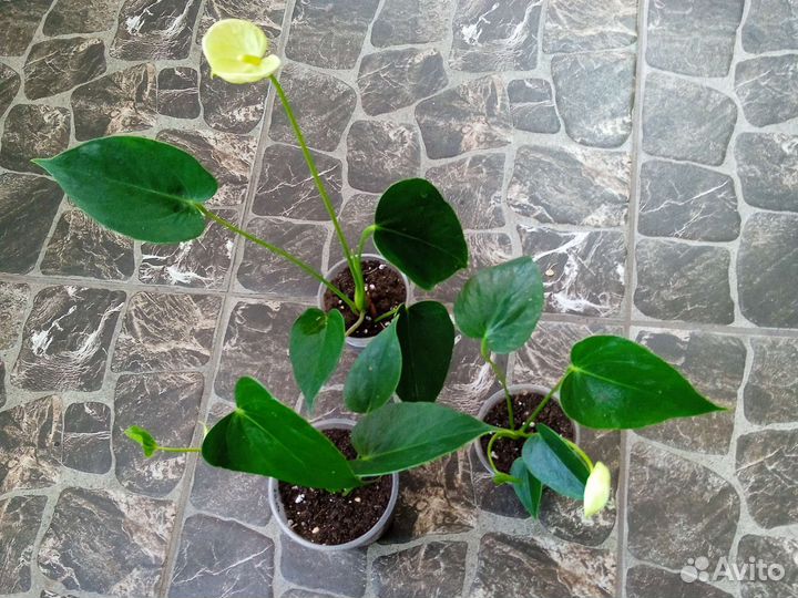 Антуриум Vanilla/Ванилла