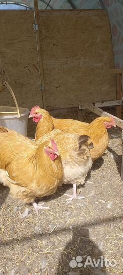 Молодые петухи