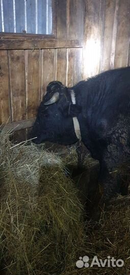 Быки на мясо