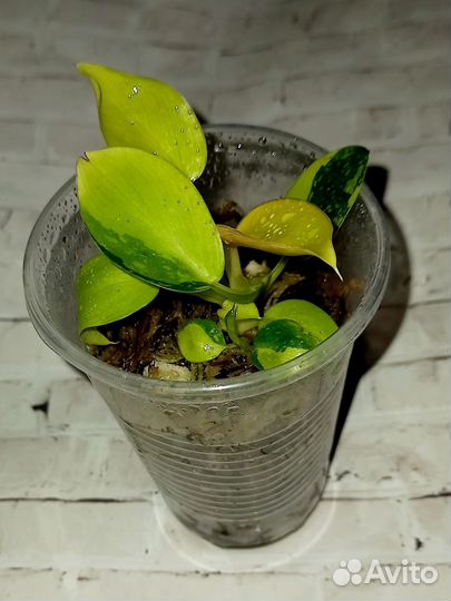 Филодендрон конго грин марбл