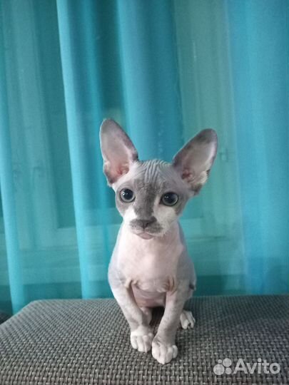 Канадский сфинкс