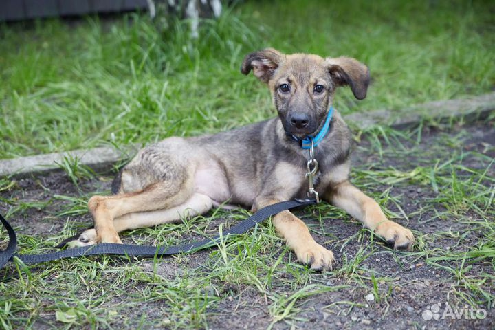 Хорошенькая Джесси ищет дом