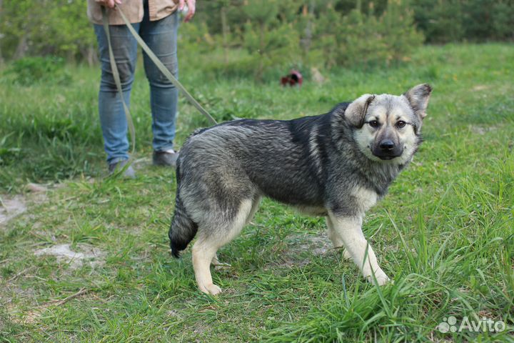 Собака Вэнди