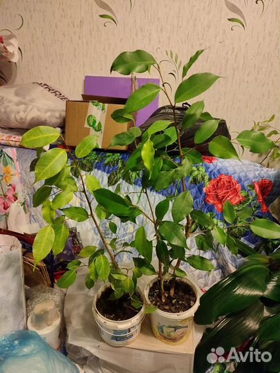 Фикус бенджамина